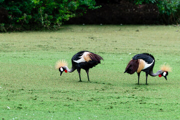 Colorful grey crowned crane