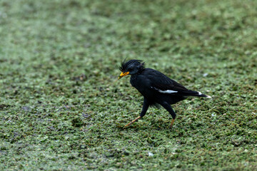 Beautiful Black Myna