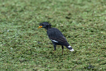 Beautiful Black Myna