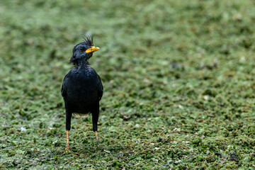 Beautiful Black Myna