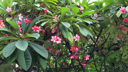 Dark pink frangipani flowers on a tree in the garden, red and white flowers