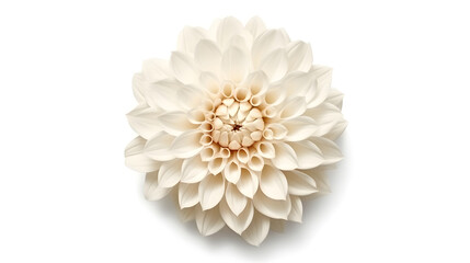 flower isolated floral nature plant spring leaf background summer generative Ai.