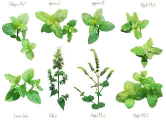 ハーブのイラスト素材セット2（ミント） © Naomint