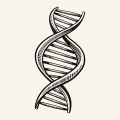 Detailed Hand Drawn DNA Helix Illustration in Vintage Style