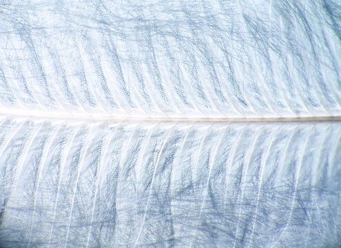 Downy duck feather, vexillum, undercoat , pinnula and quill. Keratins - horny substance can be subtle and graceful. Extreme close up