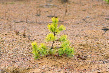 Phytopathology, forestry management. These pine seedlings have yellow needles after dry, arid summer in sandy habitat. However, yellowness may be consequence of air pollution or fungal disease