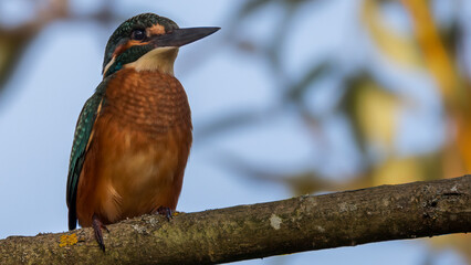 Eisvogel ruht sich aus