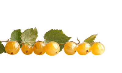 
A high-resolution, high-quality stock photograph of golden cape gooseberries with leaves on a white background.