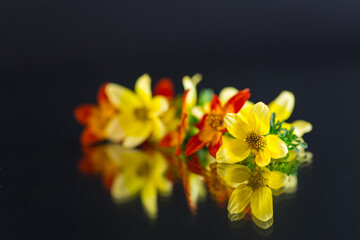small bouquet of small multicolored flowers isolated on black background