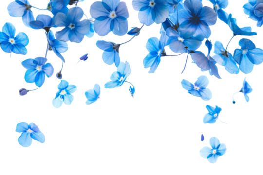 Beautiful of Blue Flower petals flying or falling in the air, spring meadow flora isolated on white or transparent background