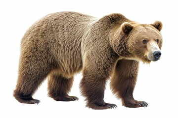 Obraz premium A Photo bear with isolated white background 