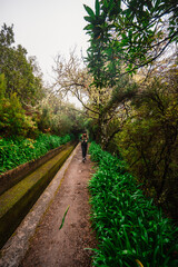 Magical misty green forest with waterfalls in Levada do Norte, Madeira island, Portugal. PR17 Pinaculo e Folhadal