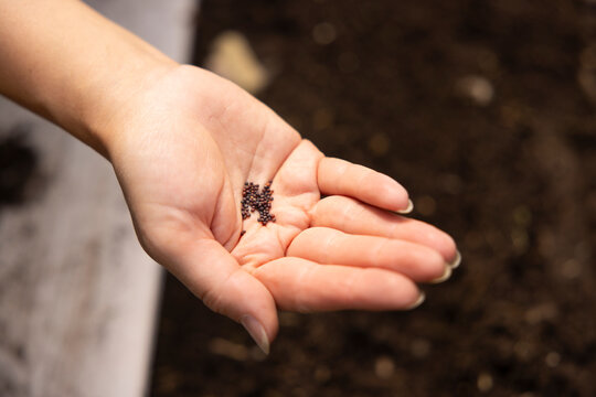 Cropped hand of woman holding mustard seeds