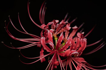 Lycoris radiata