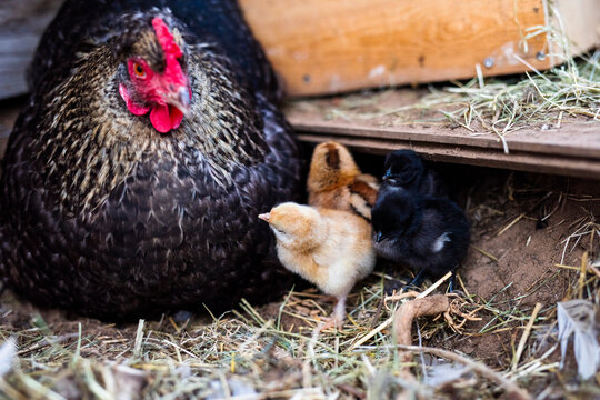 Close-up of hen and chicks in chicken coop