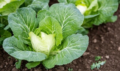 Obraz premium Fresh Green Cabbage Growing in a Vegetable Garden During the Spring Season