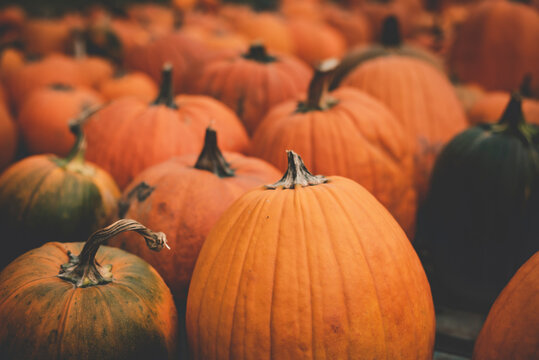 Full frame shot of pumpkins for sale at market stall