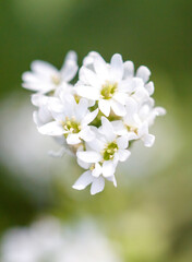 Small white flowers in nature. Close-up