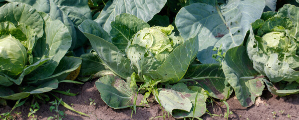 Heads of cabbage growing in the garden