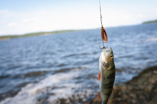 Dead fish hanging from fishing hook against lake