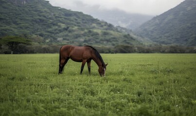 Obraz premium A Solitary Horse Grazes in a Lush Green Meadow Surrounded by Mountains on a Cloudy Day