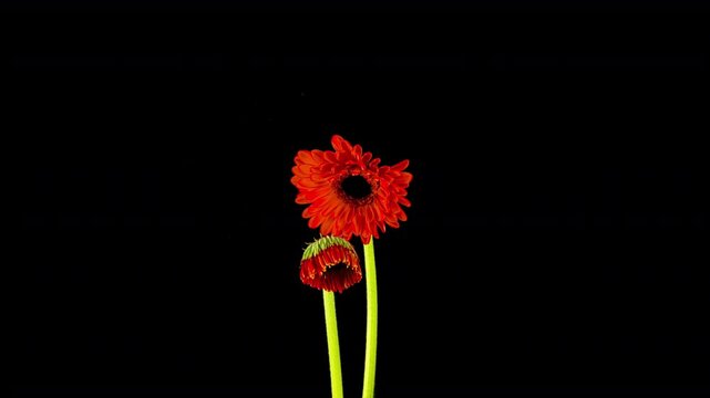 Time-lapse of growing and opening red gerbera flower isolated on black background.