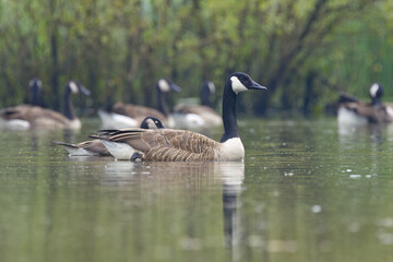 lovely canada goose, reflections in the water, canada geese in the background, canadian goose reflection, a goose swimming in the lake