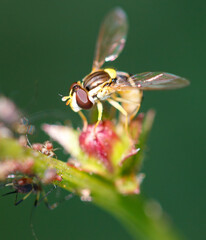 Bee on a flower in nature. Macro