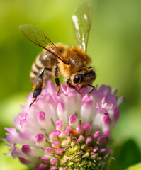 Bee on a pink clover flower. Macro