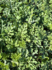 Green leaves of watermelon plant in nature. Background