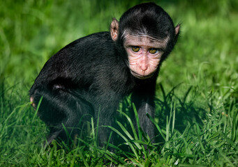 A close up of a baby Celebes crested macaque