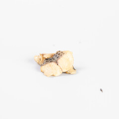 Close-up of a single ginger root piece on a white background. Perfect for culinary and health-related projects.