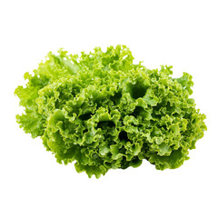 Obraz premium Isolated green lettuce on a white background
