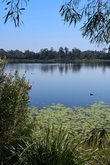 Calm peaceful natural lake bushes trees water lilies blue sky pelicans ducks copy space