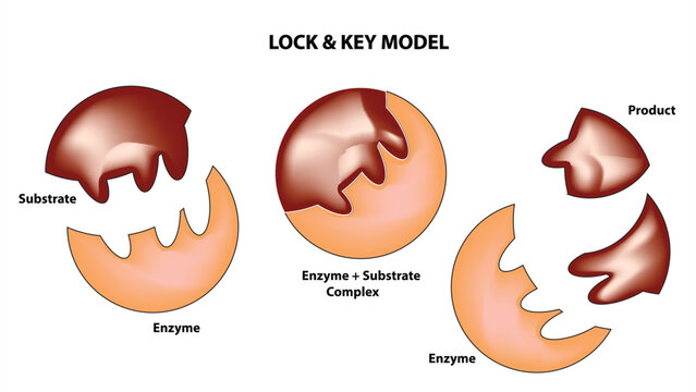 Lock and key model of enzymatic reaction
