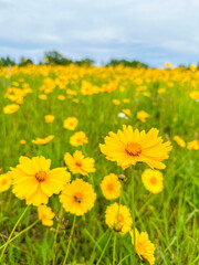 Field of yellow dandelions