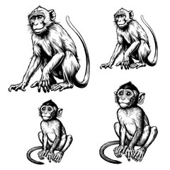 Fototapeta premium Monkey picture, general use picture, and very beautiful.