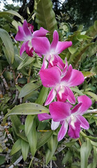 Dendrobium Orchid. Pink Dendrobium.