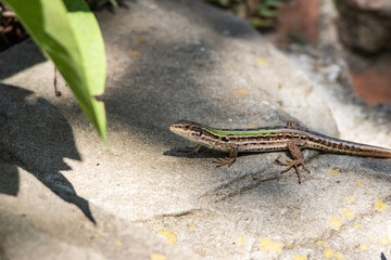 Lucertola comune al sole pomeridiano.