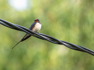 Barn Swallow sitting on a wire