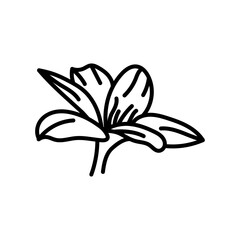 Colhicum Flowers Outline Icon, Vector illustration