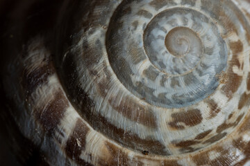 close up snail shell pattern with golden ratio