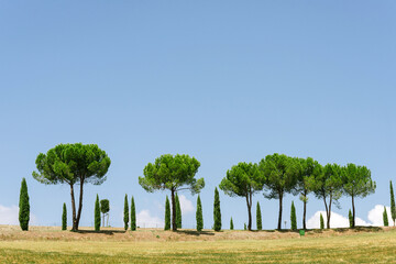 Montalcino, Siena Italy - Cypress landscape of Val D'orcia