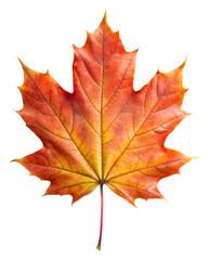 Obraz premium Close-up Maple leaf 