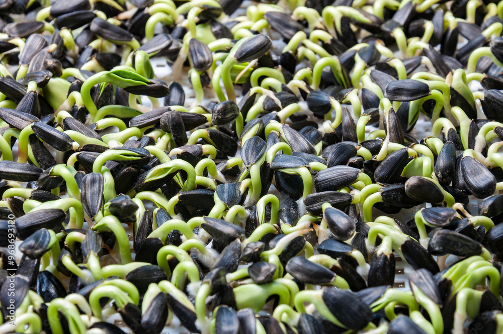 Wall mural sunflower micro greens sprouts in plastic container close up