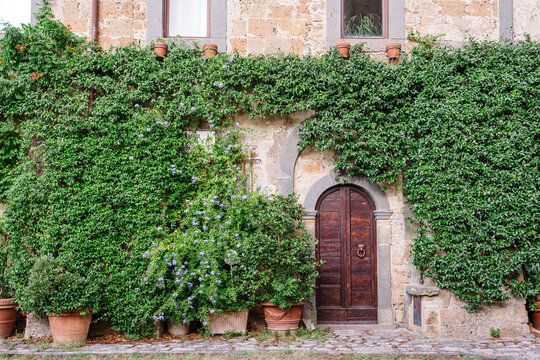 Old wooden door framed by green ivy