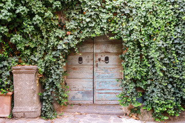 Old wooden door framed by green ivy