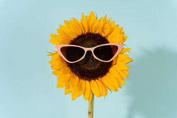 Cute sunflower wearing trendy sunglasses on blue background. Close up. Optic store discount poster. Trendy summer accessories. Eyewear fashion. Optic shop promotion. Summer sunglasses sale banner.