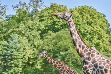 Photo of two giraffe in the zoo