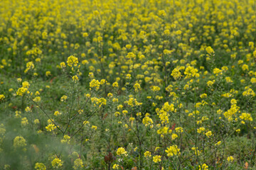 Field of yellow flowers under blue cloudy sky. Beautiful summer colorful panoramic view of flower meadow with daisies against cloudy blue sky. Yellow daisy meadow with trees in the background.  